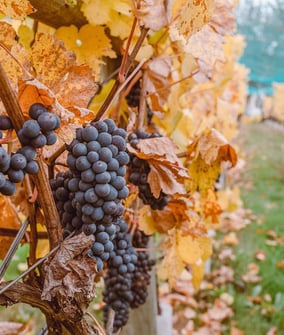 grapes on vine in a winery